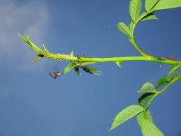 itsy bitsy spider